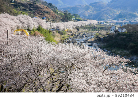 桜 春 風景 89210434