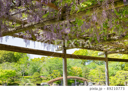 神戸市しあわせの村の日本庭園にある満開の藤棚 神戸市しあわせの村の日本庭園にある満開の藤棚 89210773