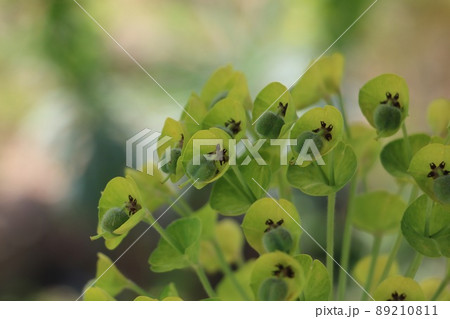 ユーホルビア ユーホルビア 89210811