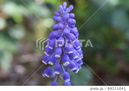 日本の春の庭に咲く紫色のムスカリの花の写真素材