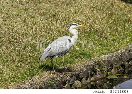 衆楽園 アオサギ 岡山県津山市 衆楽園 アオサギ 岡山県津山市 89211303