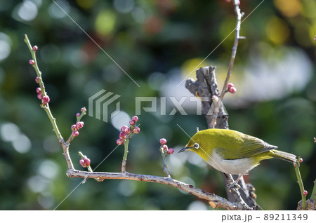 早春の庭にある梅の木に来たメジロたちの色んな面白い表情や仕草 早春の庭にある梅の木に来たメジロたちの色んな面白い表情や仕草 89211349