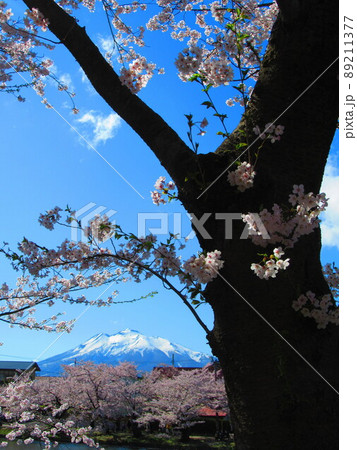 弘前公園　桜　岩木山 89211377
