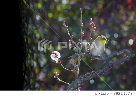 早春の庭にある梅の木に来たメジロたちの色んな面白い表情や仕草 89211378