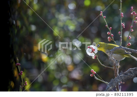 早春の庭にある梅の木に来たメジロたちの色んな面白い表情や仕草 89211395