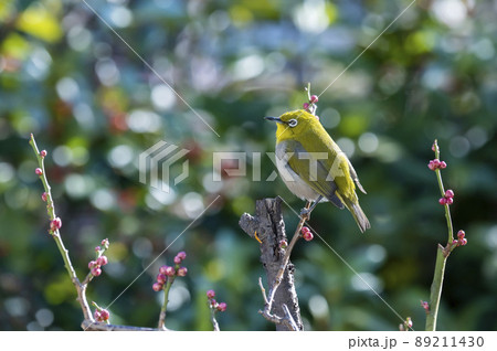早春の庭にある梅の木に来たメジロたちの色んな面白い表情や仕草 早春の庭にある梅の木に来たメジロたちの色んな面白い表情や仕草 89211430