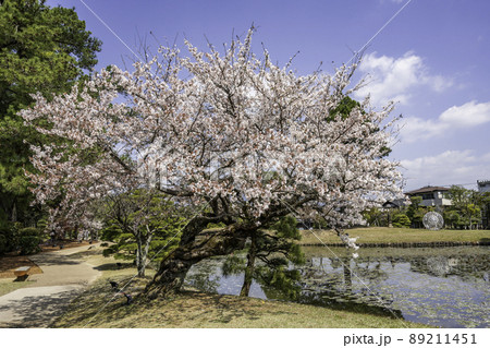 衆楽園　桜　岡山県津山市 89211451