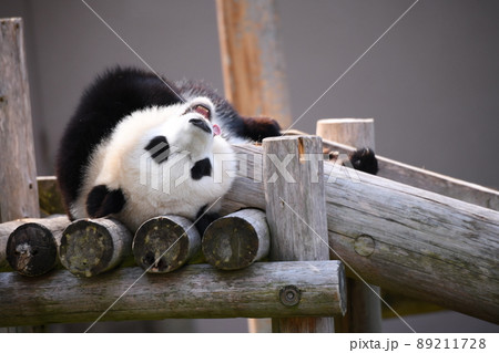 子パンダ 89211728