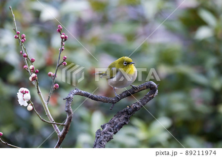 早春の庭にある梅の木に来たメジロたちの色んな面白い表情や仕草 89211974