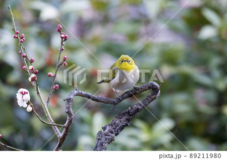 早春の庭にある梅の木に来たメジロたちの色んな面白い表情や仕草 早春の庭にある梅の木に来たメジロたちの色んな面白い表情や仕草 89211980