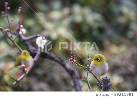 早春の庭にある梅の木に来たメジロたちの色んな面白い表情や仕草 早春の庭にある梅の木に来たメジロたちの色んな面白い表情や仕草 89211981