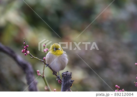 早春の庭にある梅の木に来たメジロたちの色んな面白い表情や仕草 早春の庭にある梅の木に来たメジロたちの色んな面白い表情や仕草 89212004