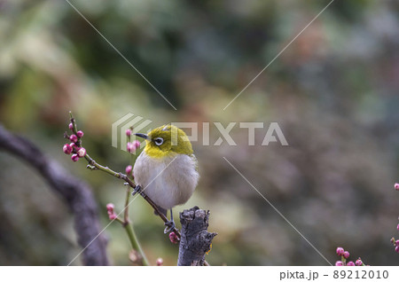 早春の庭にある梅の木に来たメジロたちの色んな面白い表情や仕草 89212010