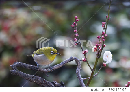 早春の庭にある梅の木に来たメジロたちの色んな面白い表情や仕草 89212195