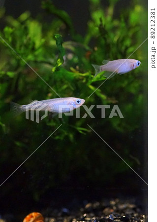 アオメダカ　水槽 89212381