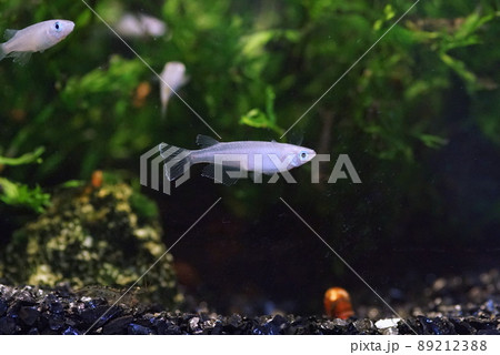 アオメダカ　水槽 89212388