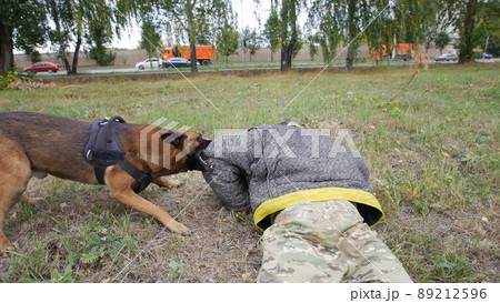 Trained german shepherd dog clings in his trainer arm 89212596