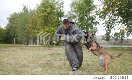 A trained german shepherd dog biting in a shoulder the man in a protection suit 89212611