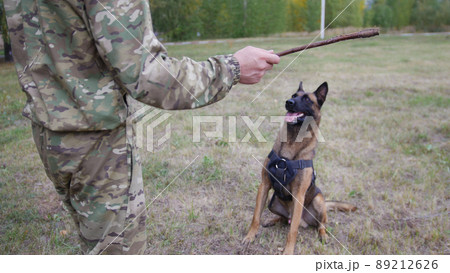 A trainer prepares to throw a stick to a big trained german shepherd dog 89212626