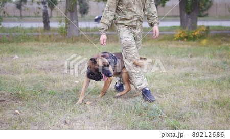 The man trains his dog to perform a trick with walking between his legs. Park. 89212686