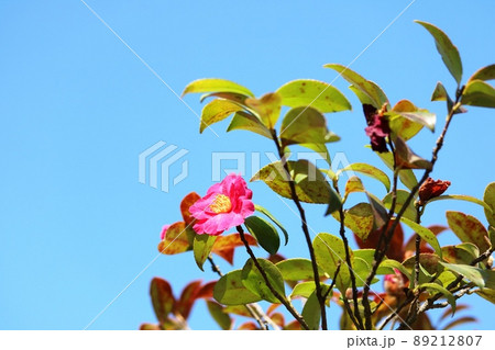 春に咲くサザンカ（山茶花）の花一輪 89212807