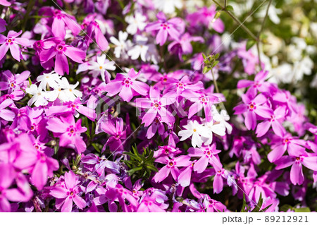 東京都瑞穂町　みずほエコパーク　花壇に咲くパンジー 89212921