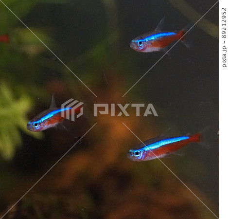 カージナルテトラ 熱帯魚水槽 カージナルテトラ 熱帯魚水槽 89212952