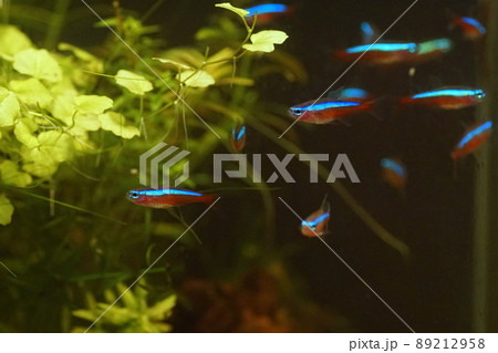 カージナルテトラ 熱帯魚水槽 カージナルテトラ 熱帯魚水槽 89212958