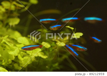 カージナルテトラ 熱帯魚水槽 カージナルテトラ 熱帯魚水槽 89212959