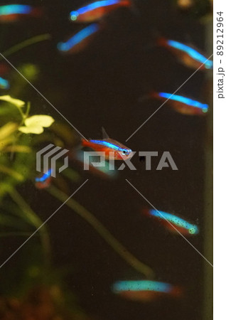 カージナルテトラ　熱帯魚水槽 89212964