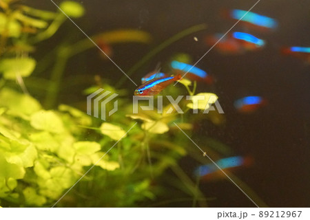 カージナルテトラ 熱帯魚水槽 カージナルテトラ 熱帯魚水槽 89212967