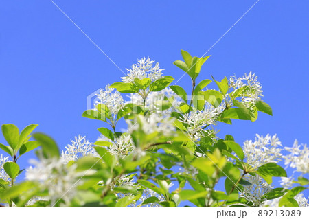 なんじゃもんじゃの花（ヒトツバタゴ） 89213089