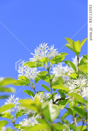 なんじゃもんじゃの花(ヒトツバタゴ) なんじゃもんじゃの花(ヒトツバタゴ) 89213092