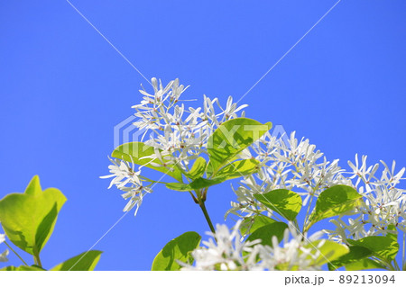 なんじゃもんじゃの花(ヒトツバタゴ) なんじゃもんじゃの花(ヒトツバタゴ) 89213094