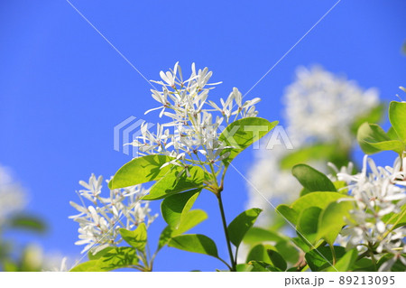 なんじゃもんじゃの花（ヒトツバタゴ） 89213095