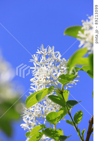 なんじゃもんじゃの花(ヒトツバタゴ) なんじゃもんじゃの花(ヒトツバタゴ) 89213099
