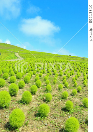 コキア・見晴らしの丘 89213310