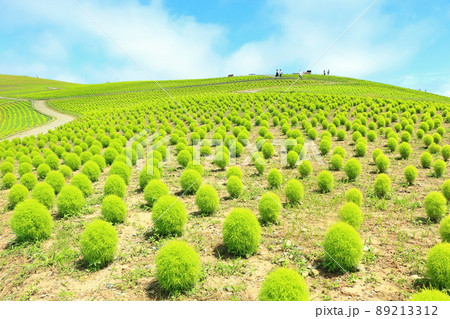 初夏の見晴らしの丘・コキア 89213312