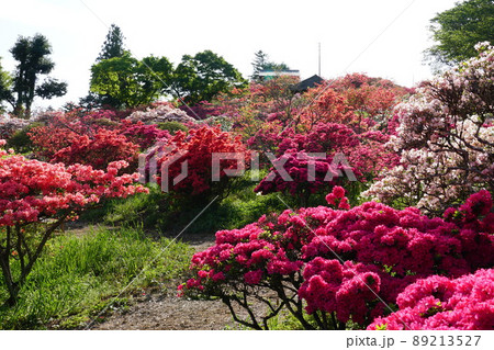 ゴールデンウイーク　茨城県笠間つつじ公園のつつじ祭り　満開の山つつじの咲く風景 89213527