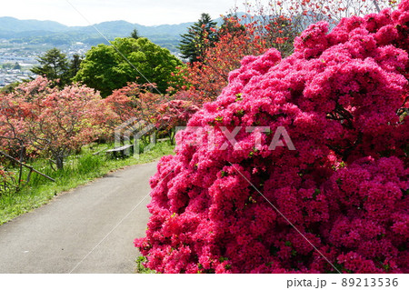 ゴールデンウイーク　茨城県笠間つつじ公園のつつじ祭り　満開の山つつじの咲く風景 89213536