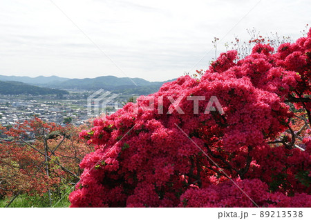 ゴールデンウイーク　茨城県笠間つつじ公園のつつじ祭り　満開の山つつじの咲く風景 89213538