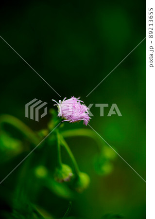 花弁が展開前の春紫苑 (ハルジオン) 花弁が展開前の春紫苑 (ハルジオン) 89213655