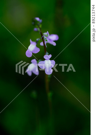 松葉海蘭 89213744