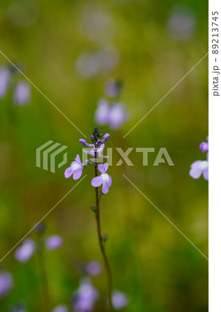 松葉海蘭 89213745