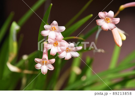 キルタンサス キルタンサス 89213858