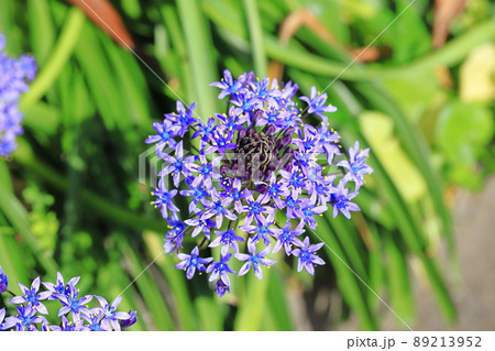 大蔓穂(オオツルボ) シラー・ペルビアナ 大蔓穂(オオツルボ) シラー・ペルビアナ 89213952