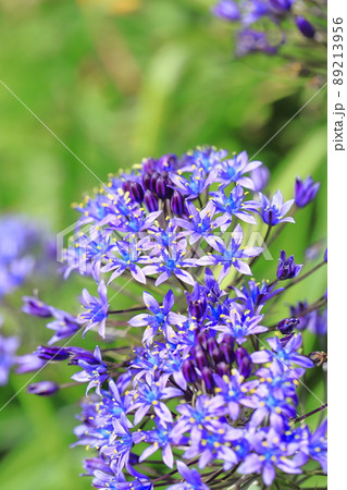 大蔓穂(オオツルボ) シラー・ペルビアナ 大蔓穂(オオツルボ) シラー・ペルビアナ 89213956