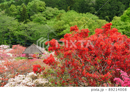 ゴールデンウイーク　茨城県笠間つつじ公園のつつじ祭り　満開の山つつじの咲く風景 89214008
