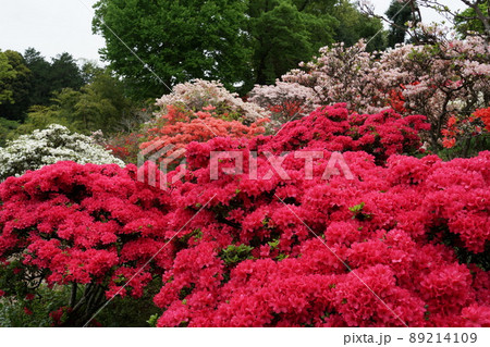 ゴールデンウイーク 茨城県笠間つつじ公園のつつじ祭り 満開の山つつじの咲く風景 ゴールデンウイーク 茨城県笠間つつじ公園のつつじ祭り 満開の山つつじの咲く風景 89214109