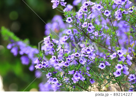 紫色のミントブッシュ（or プロスタンテラ） 89214227
